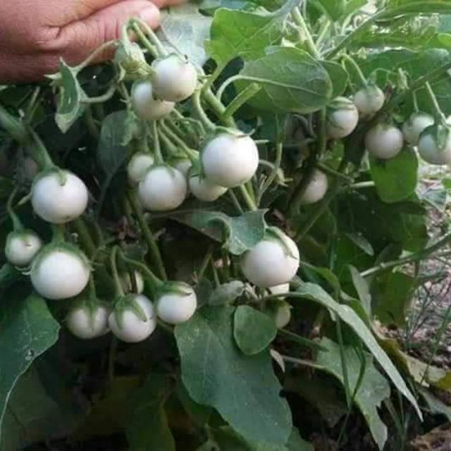 Quả cà pháo