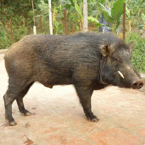 Lợn rừng