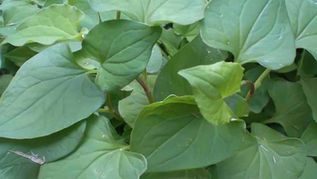 Diếp cá