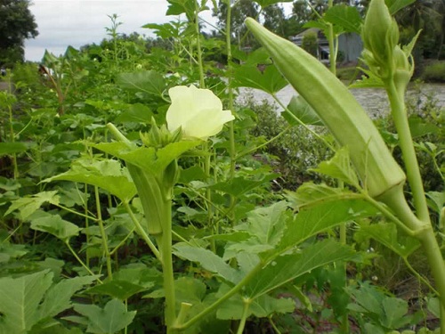 Quả đậu bắp